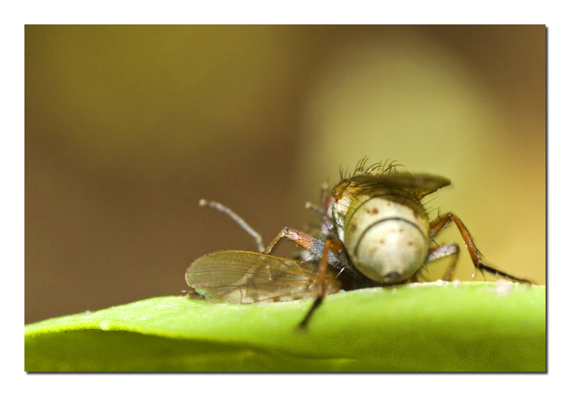 Moschicidio di primo grado