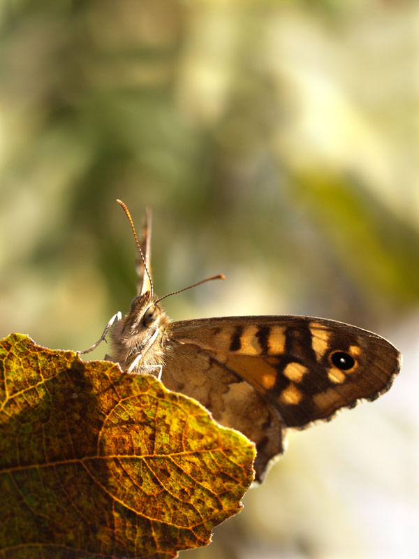 cuc�! (Pararge aegeria)