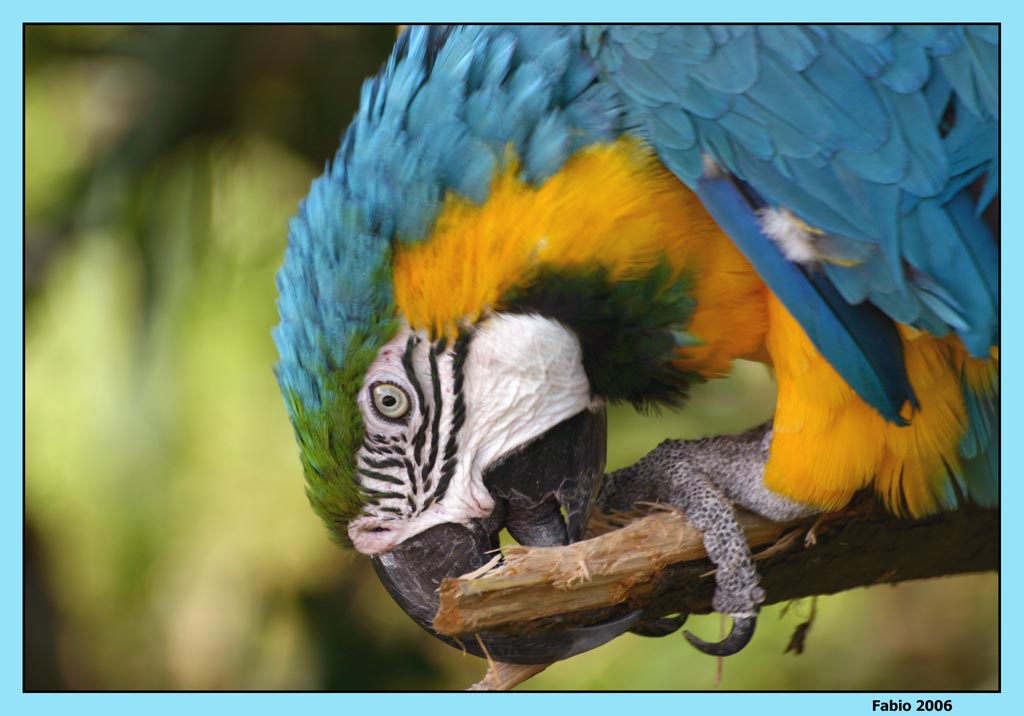 Pappagallo 2