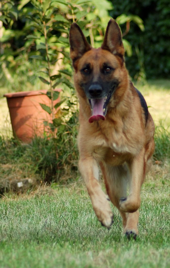 Lilla la cacciatrice