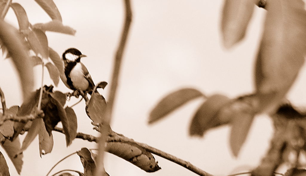 Uccellino (prova crop)