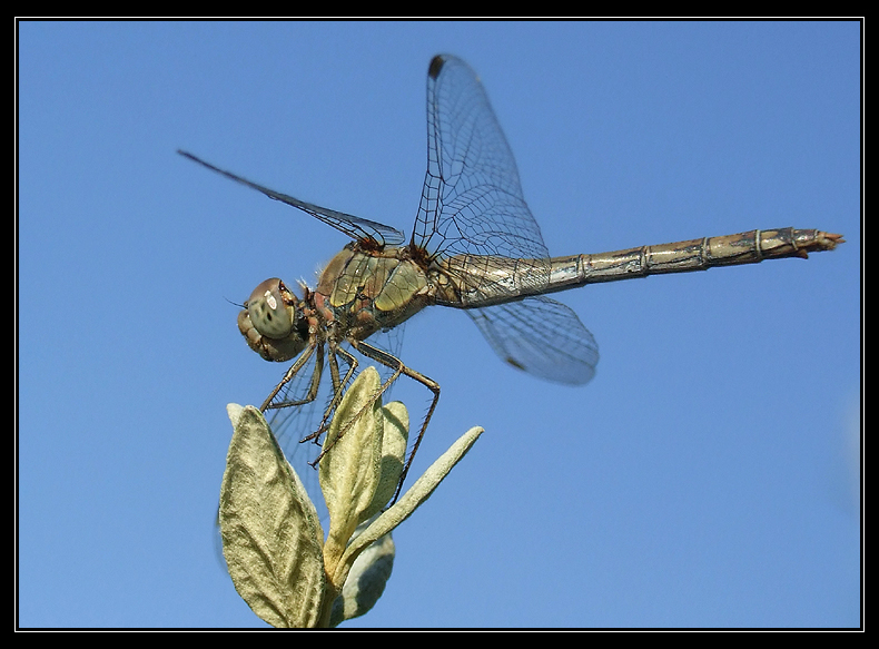 dragonfly in the sky