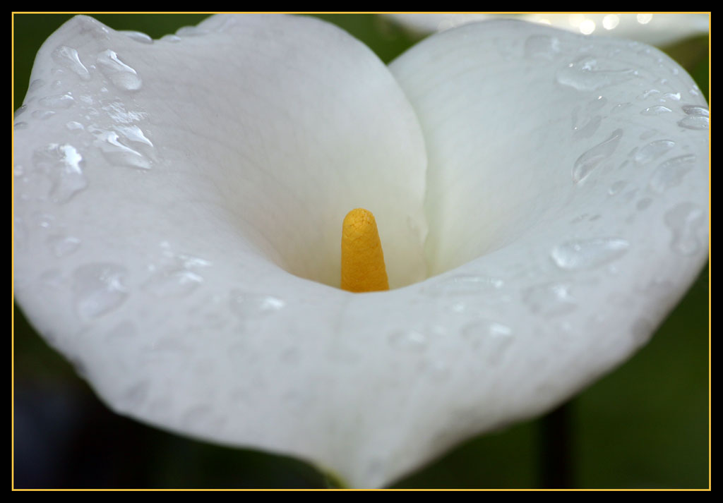 Calla dopo la pioggia