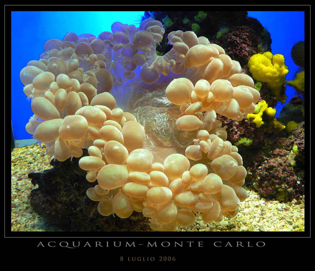 Acquarium