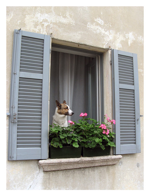 Dog At The Window