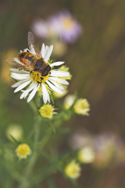 olio d'oliva su tela
