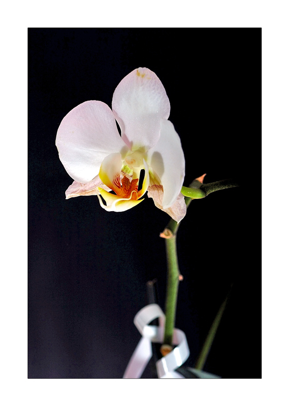 orchidea colori