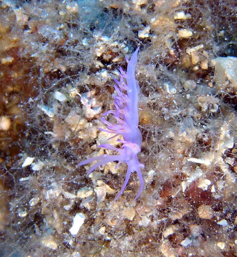 flabellina