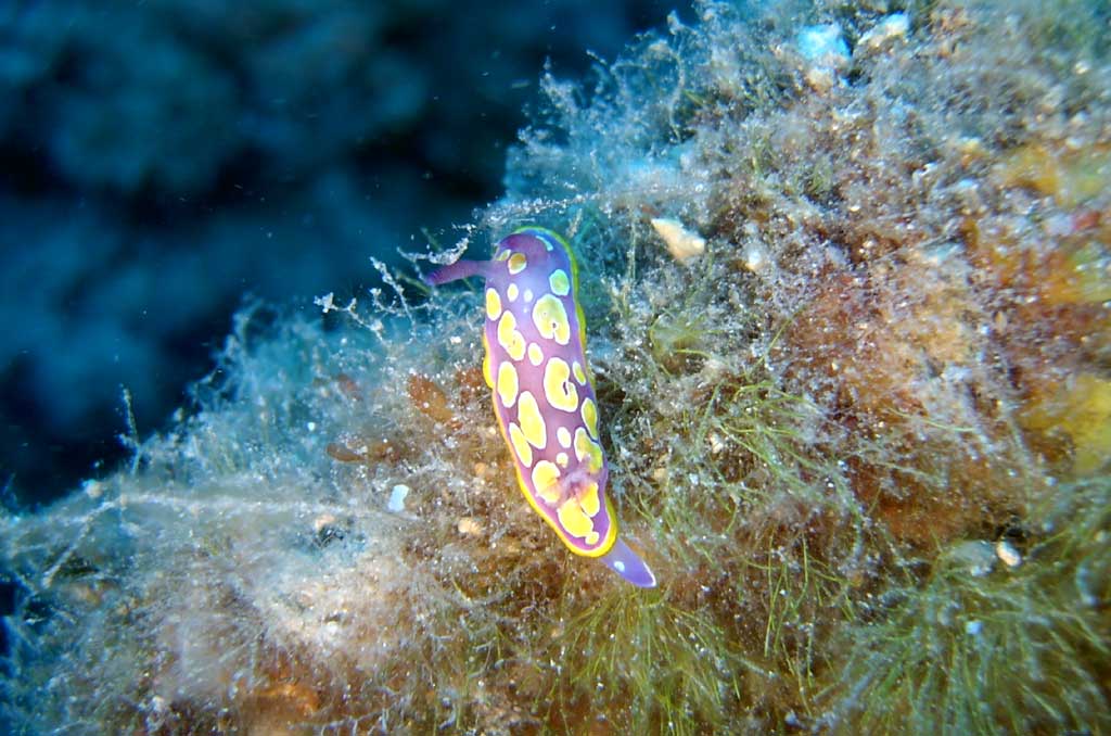 cromodoride - mollusco