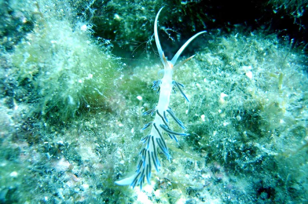 flabellina