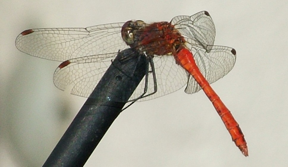 Libellula