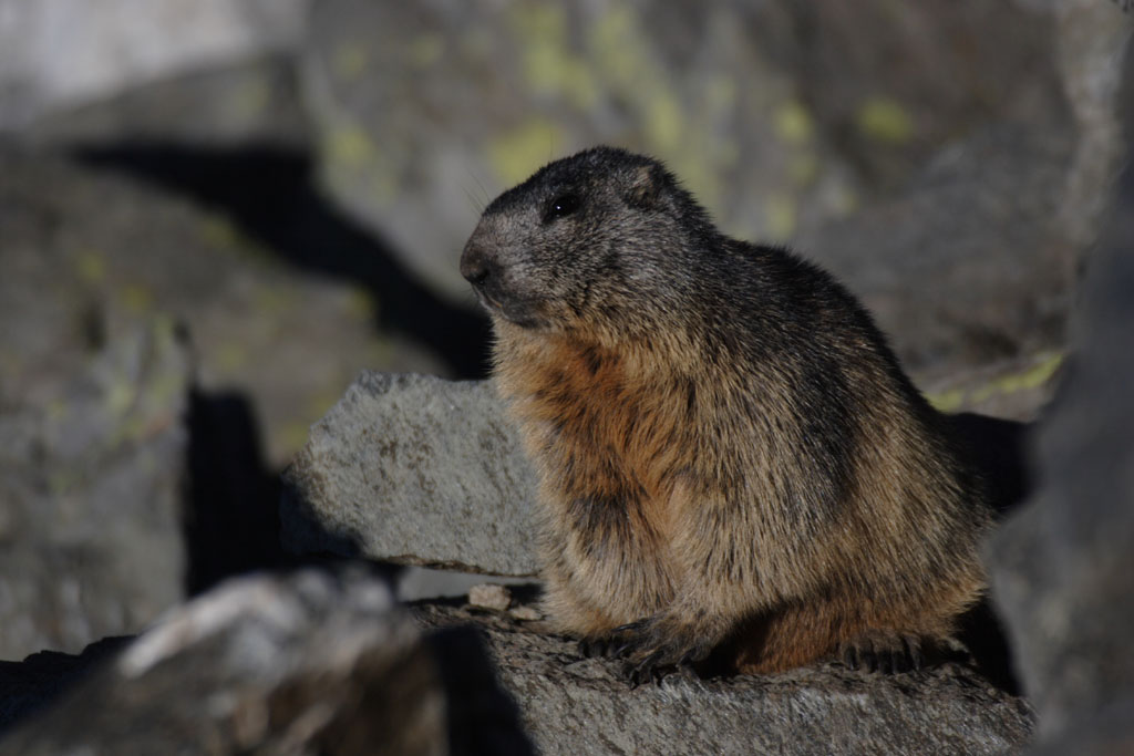 marmotta al Passo san Marco (SO)