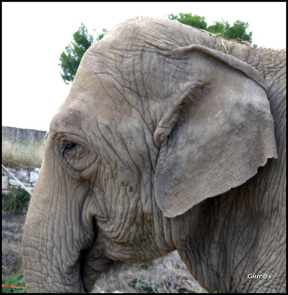 Pensate che io sia vecchio e stanco?