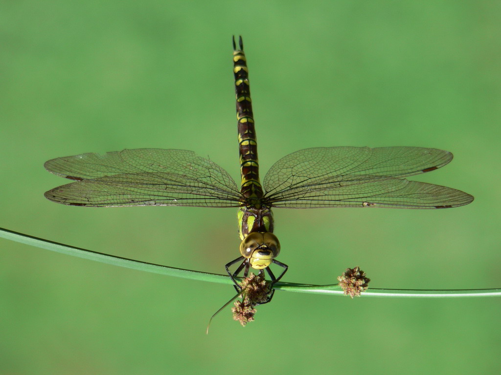 Libellula
