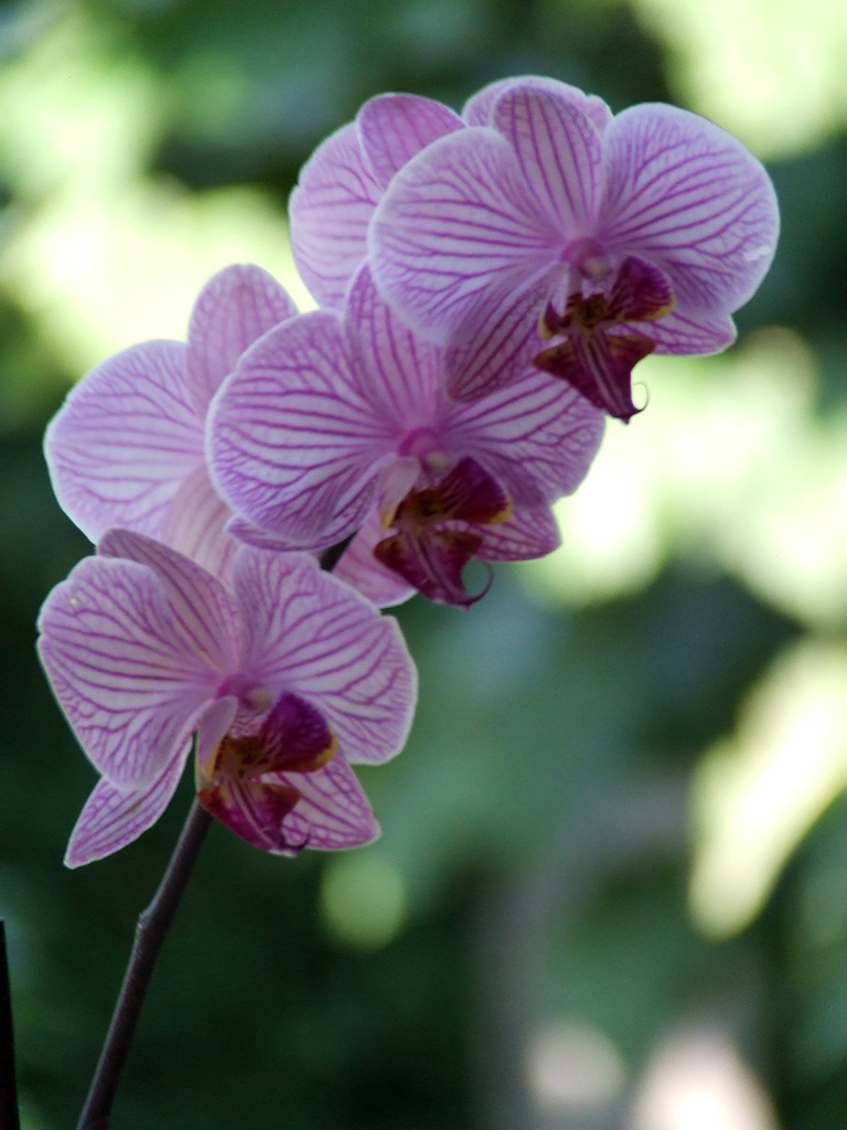 orchid