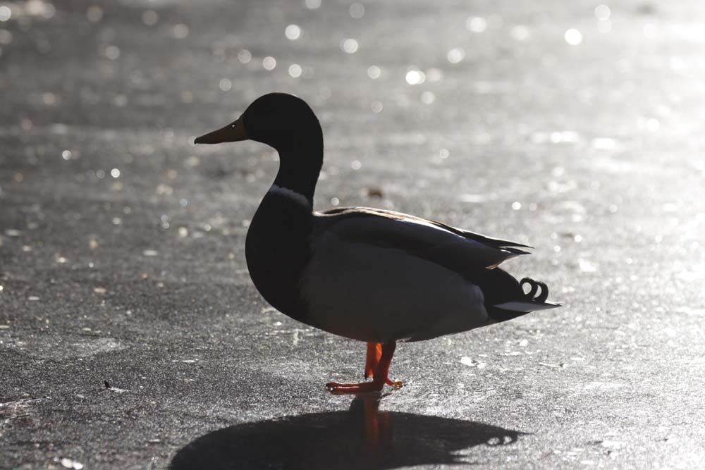 Contro luce di germano reale