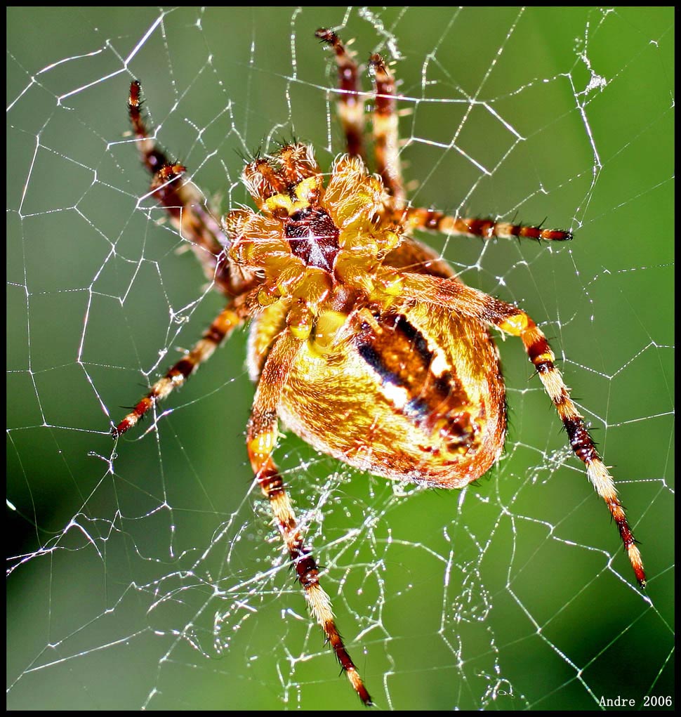 Ragnetto di montagna