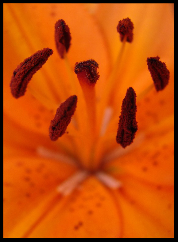 libera interpretazione