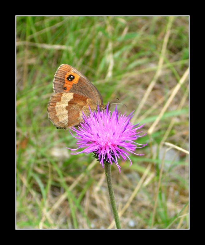 Ma poi resto sola...