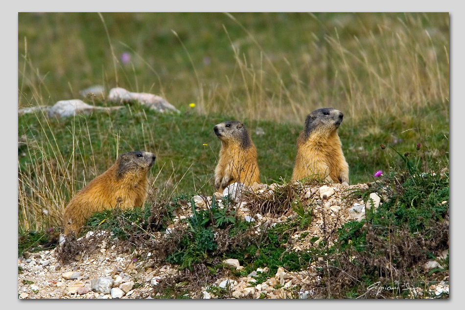 Marmotte a passo Vezzene 1.