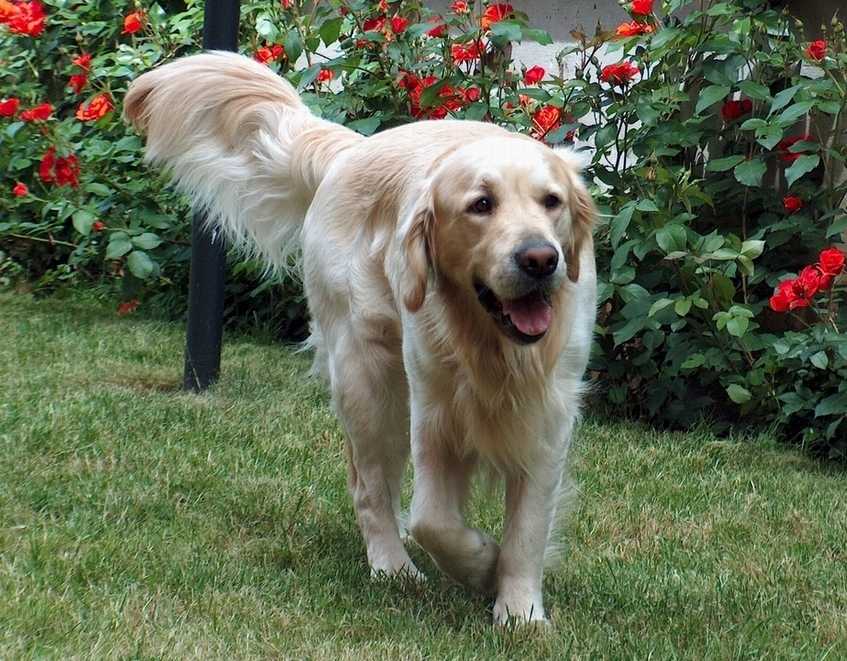 Golden Retriver