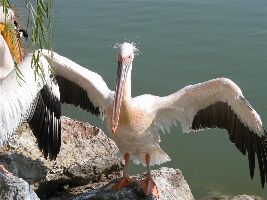 Pettinature originali