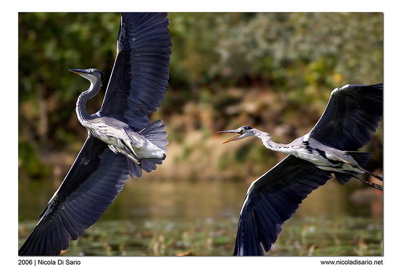 Se t'acchiappo .... !!!