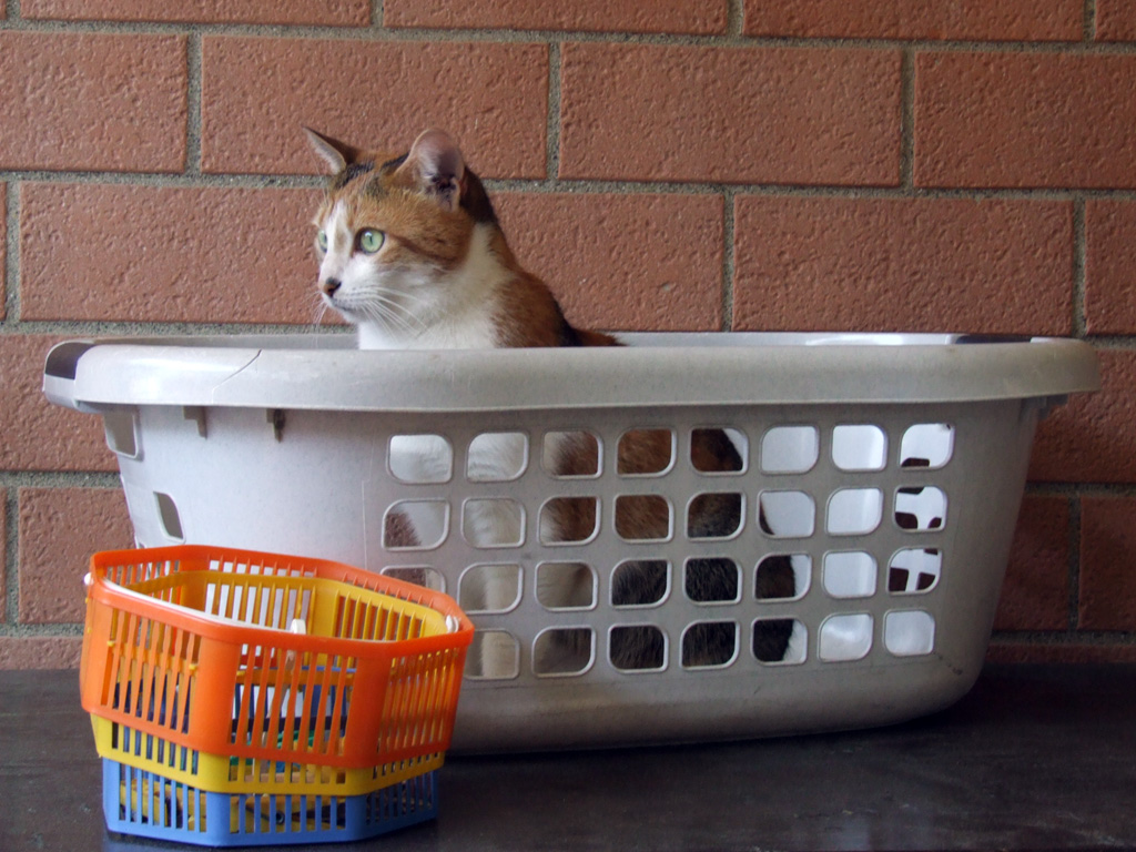 Oh capitano mio capitano!