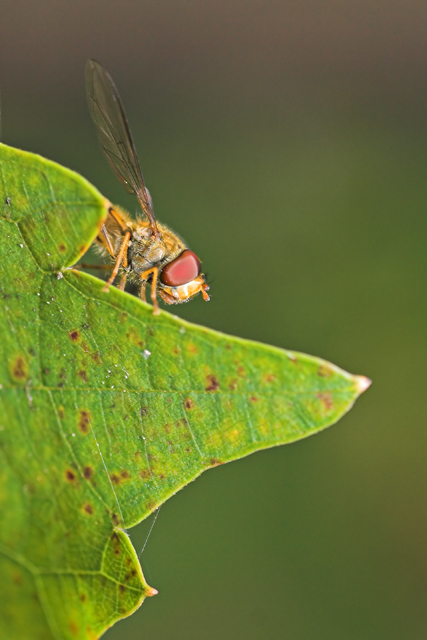 la vita � fatta a scale