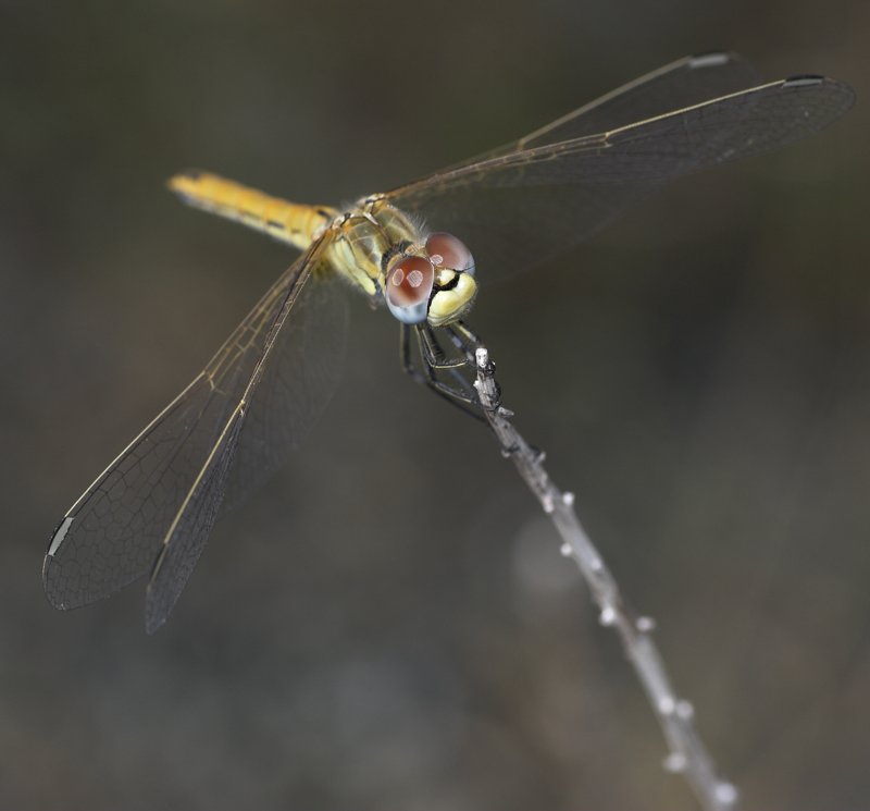 Libellula