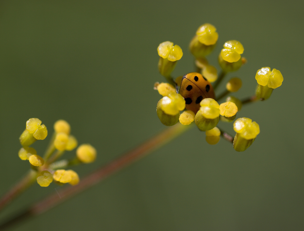 Terrazze Panoramiche
