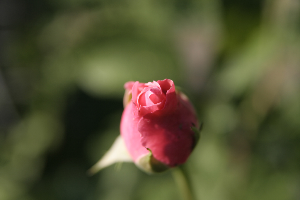 delicate moment of life..