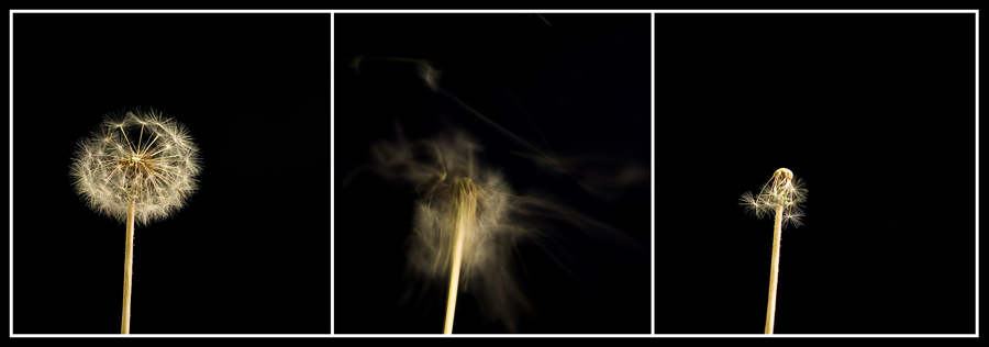 Trittico - un colpo di vento...