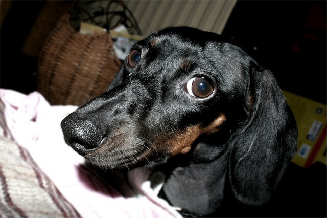 Guendalina - Il mio bassotto