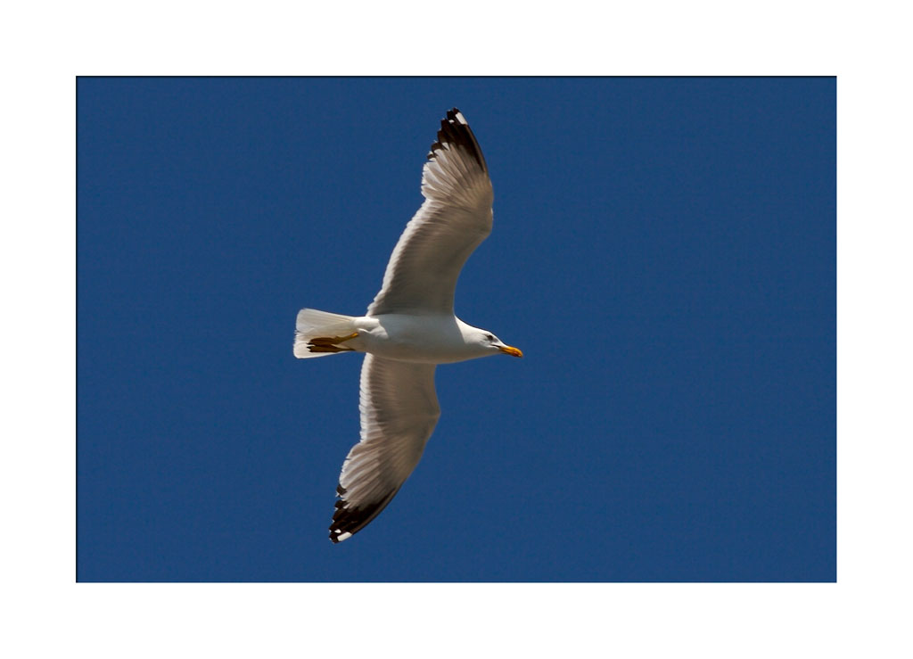 Gabbiano a Colori 2 Ok