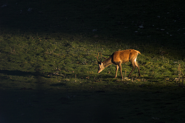 Giovane cervo all'alba