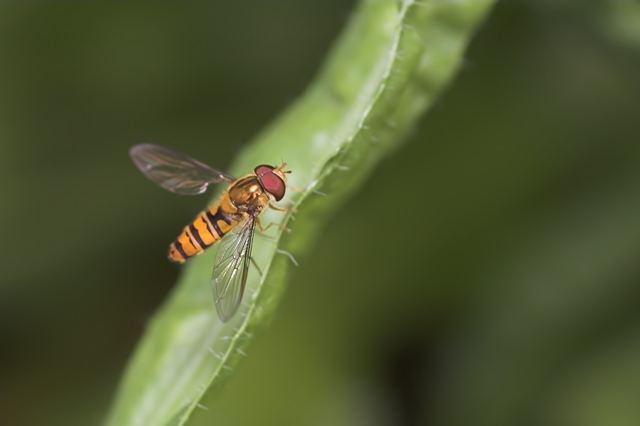 nel verde dolcemente