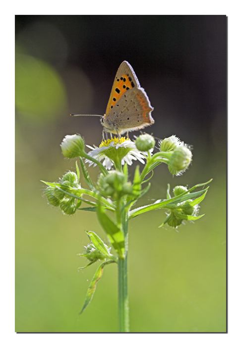 Segnaletica verticale