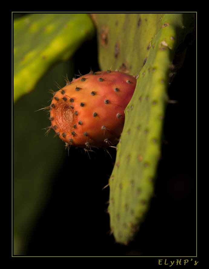 Prickly Pear