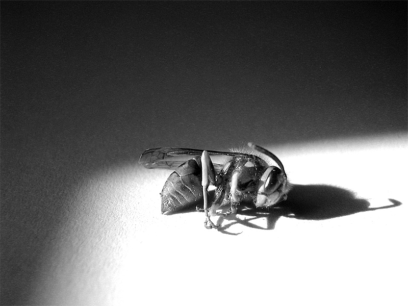 .: ape (natura morta) :.