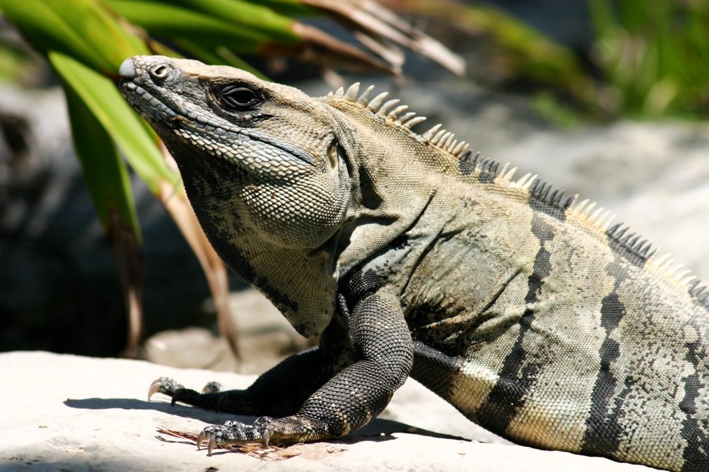 Iguana