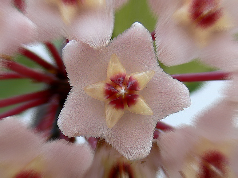 .: fiore (a stella 5 punte) :.