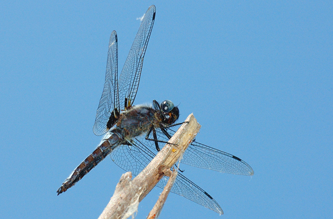Libellula dal basso