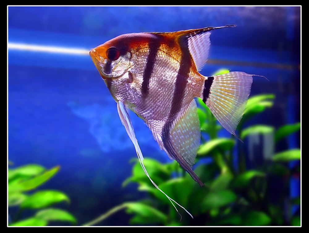 Scalare2.....riproviamoci