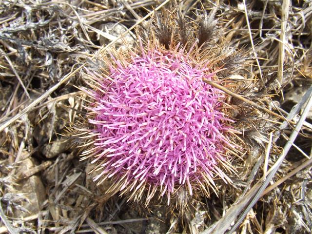 fiore spinoso