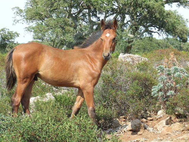 caval