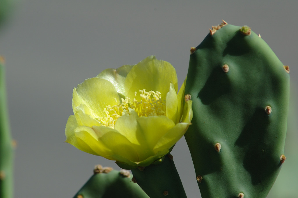 Fiore di cactus