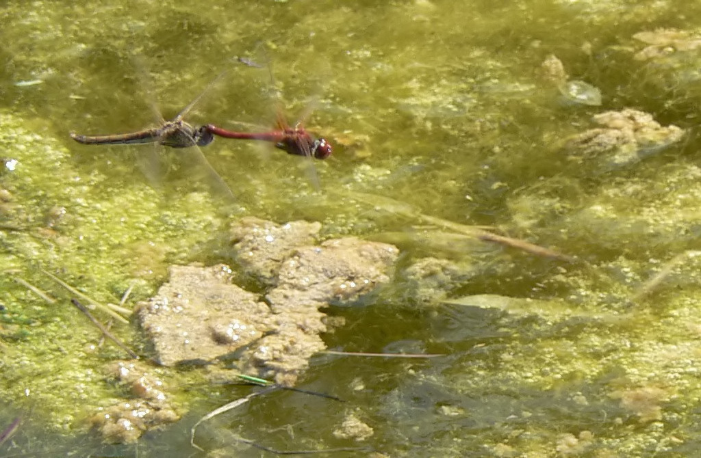 Doppia perlustrazione