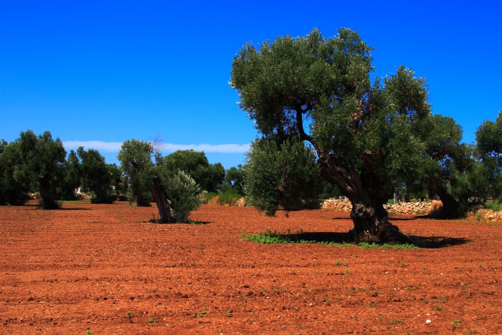 Paesaggio mediterraneo 1