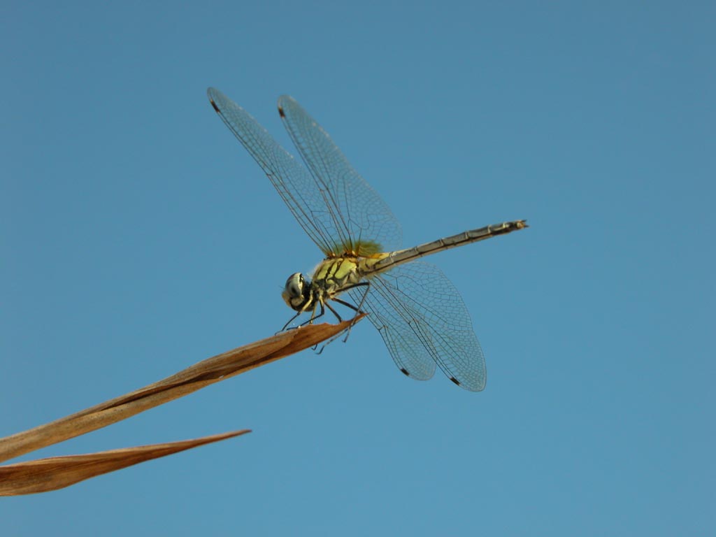 Libellula